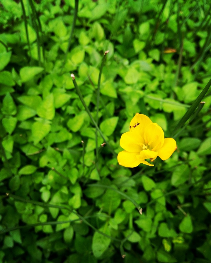 Beautiful Nature Earth! Green, Yellow Flower 