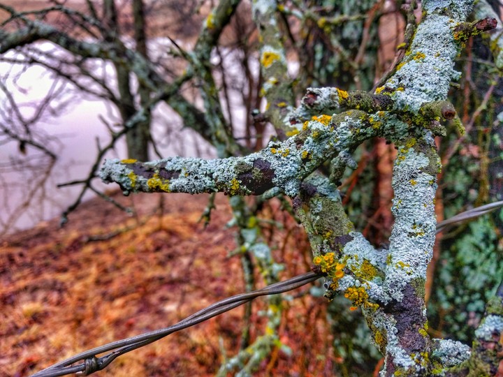 Mossy Tree