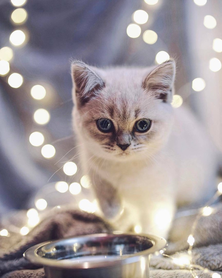 cat