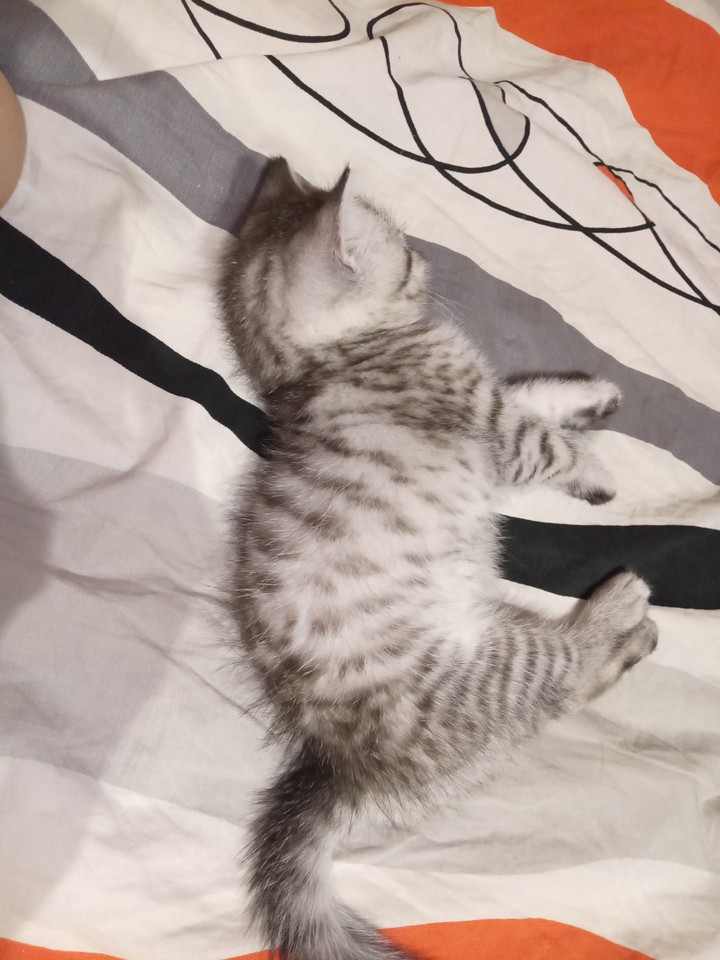 маленький спящий котик ?