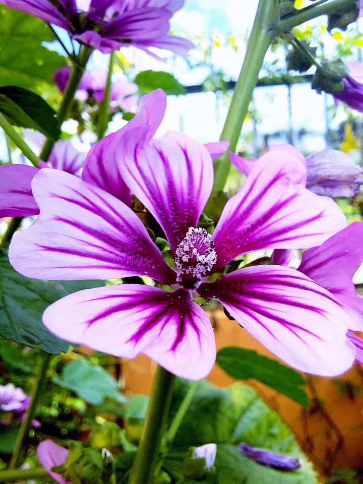 Flower
