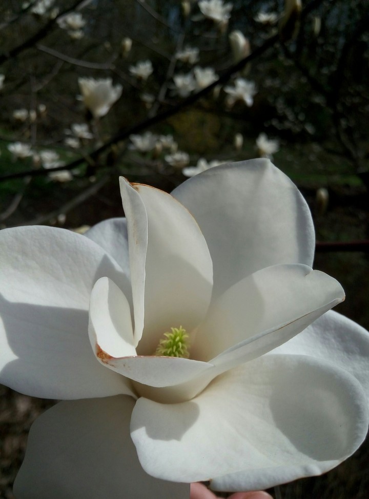 #magnolia