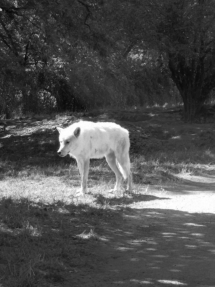 Loup