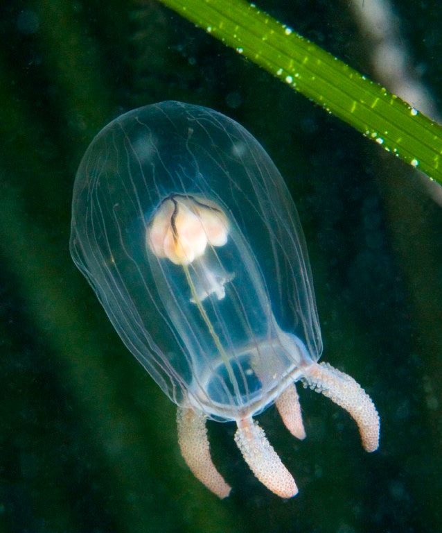 ubdersea world