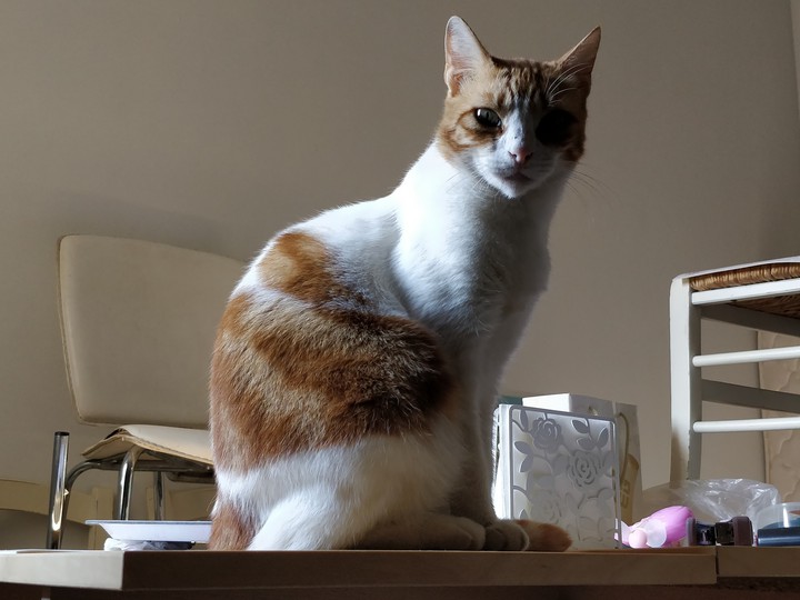 catty
