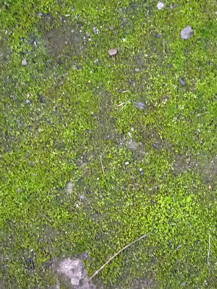 moss