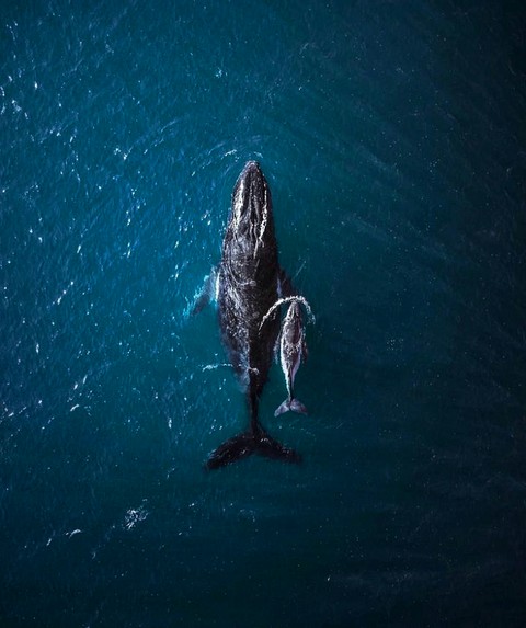 Humpback with Calf