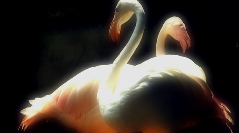 in zoo