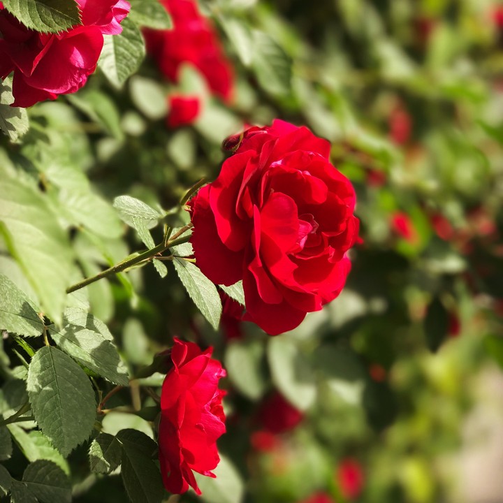 red rose
