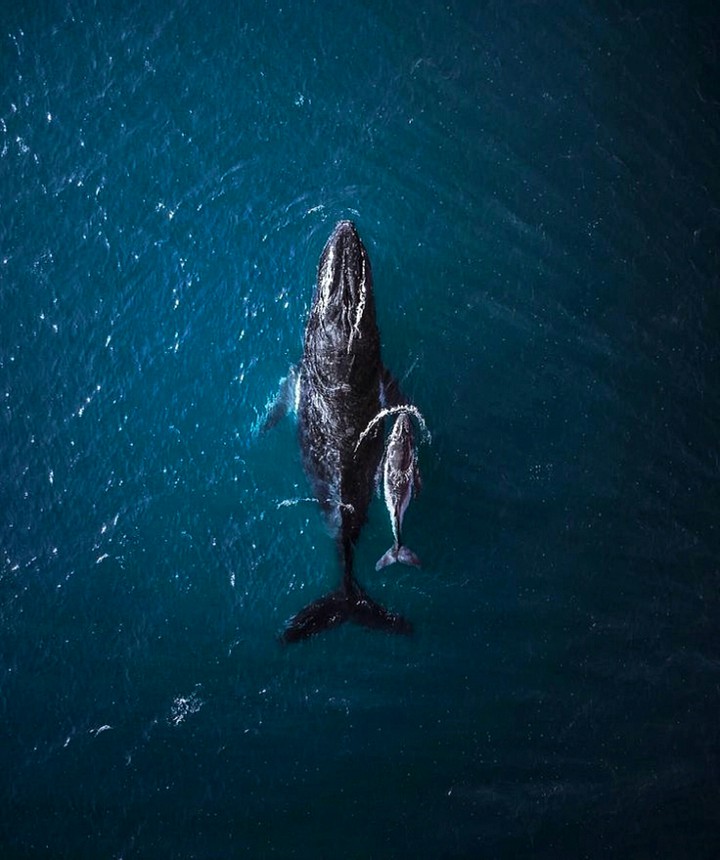 Humpback with Calf