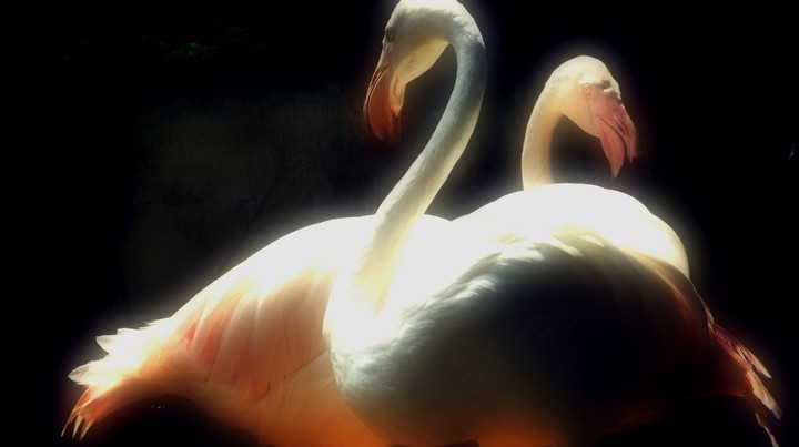 in zoo