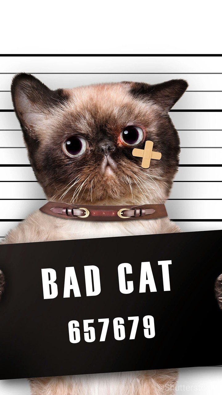 Bad Cat