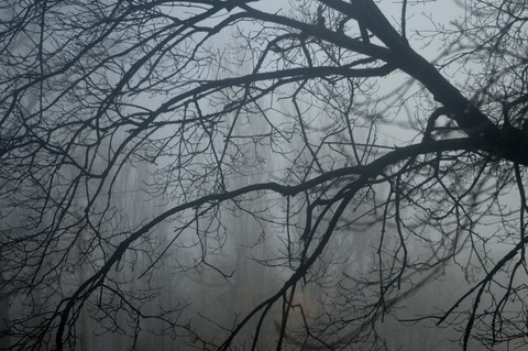 Morning, fog and a tree