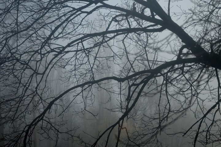 Morning, fog and a tree
