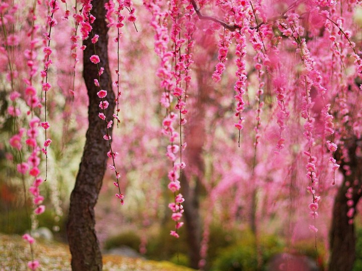pink