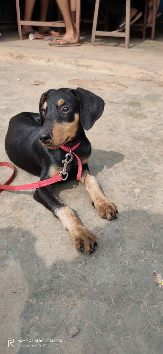 My Doberman