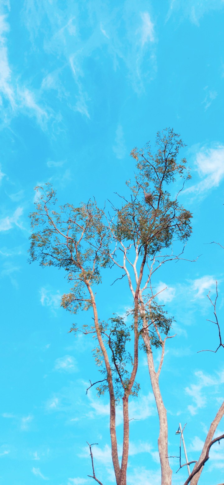 Nature