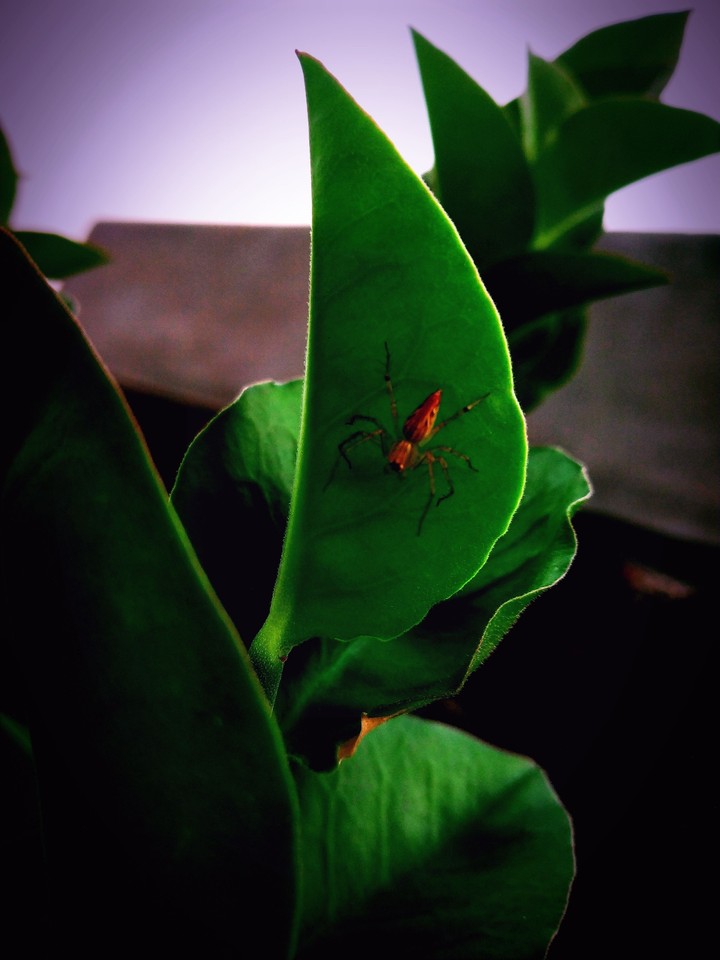 Spider