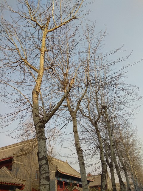 at Beijing university