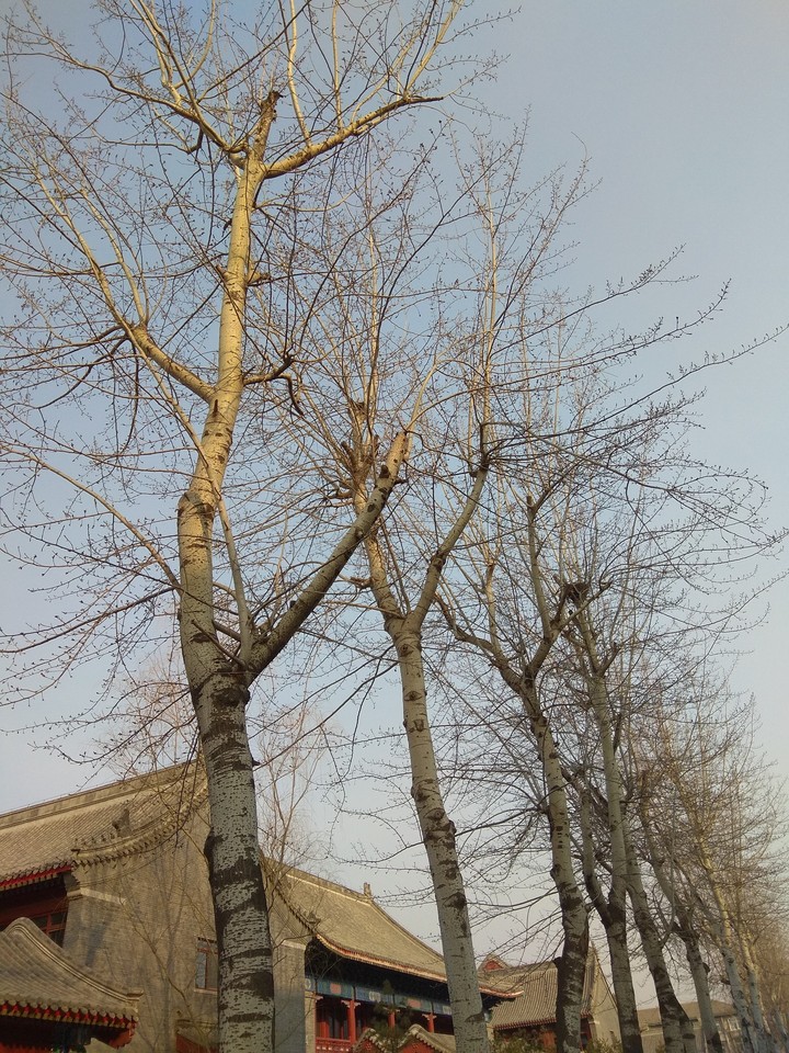 at Beijing university
