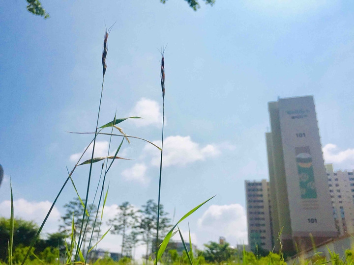 잔디