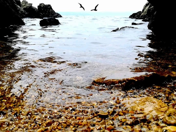 Sea And Birds
