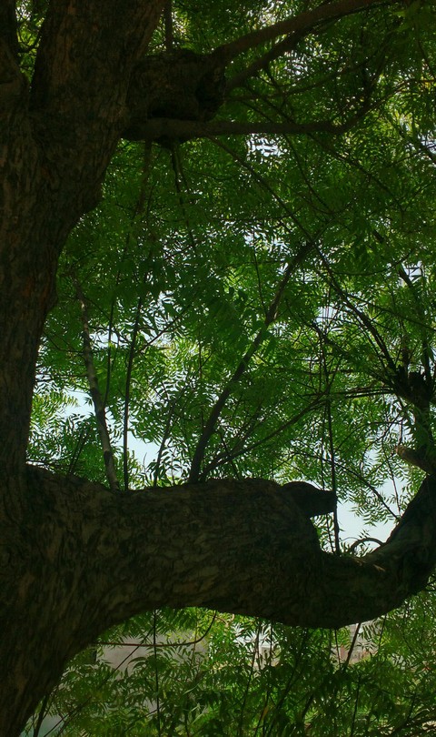 तरु त्वम नमामि