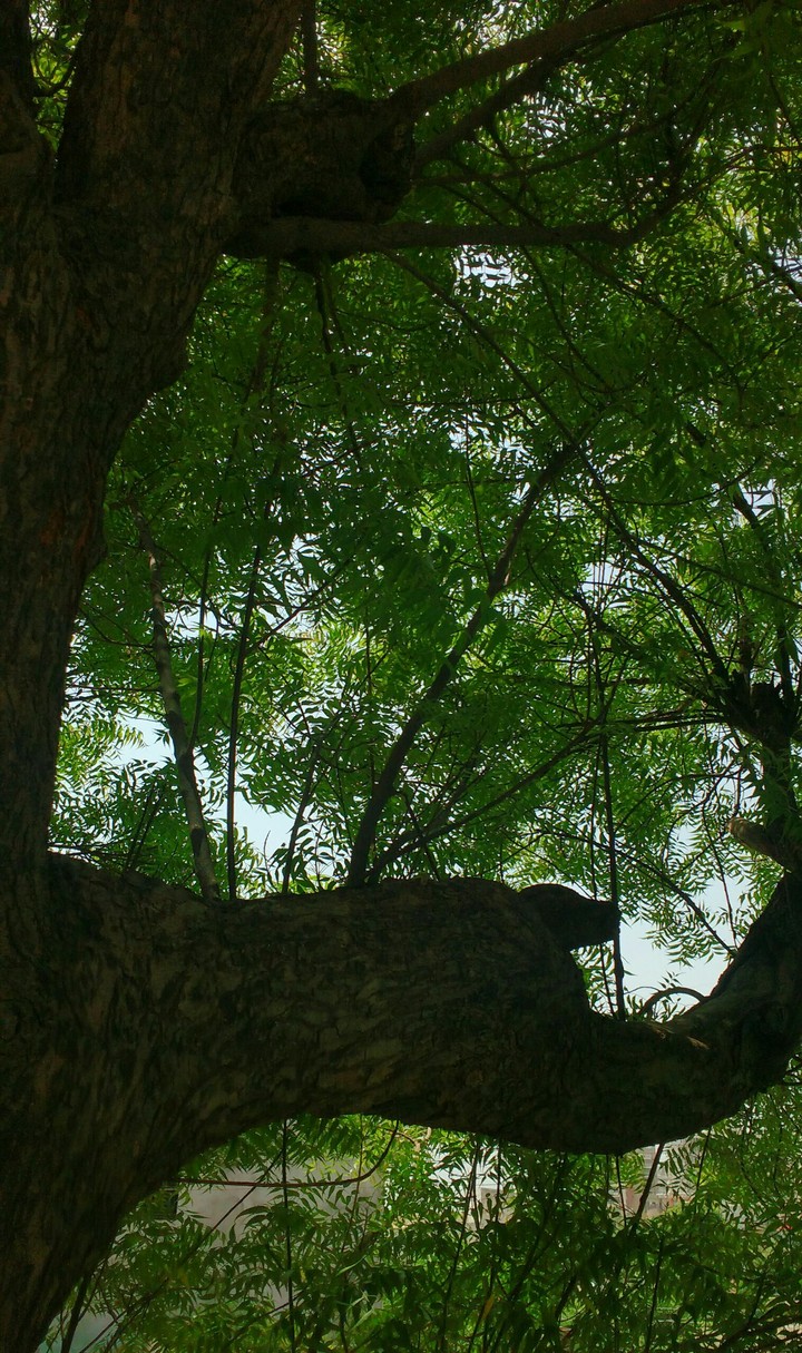 तरु त्वम नमामि