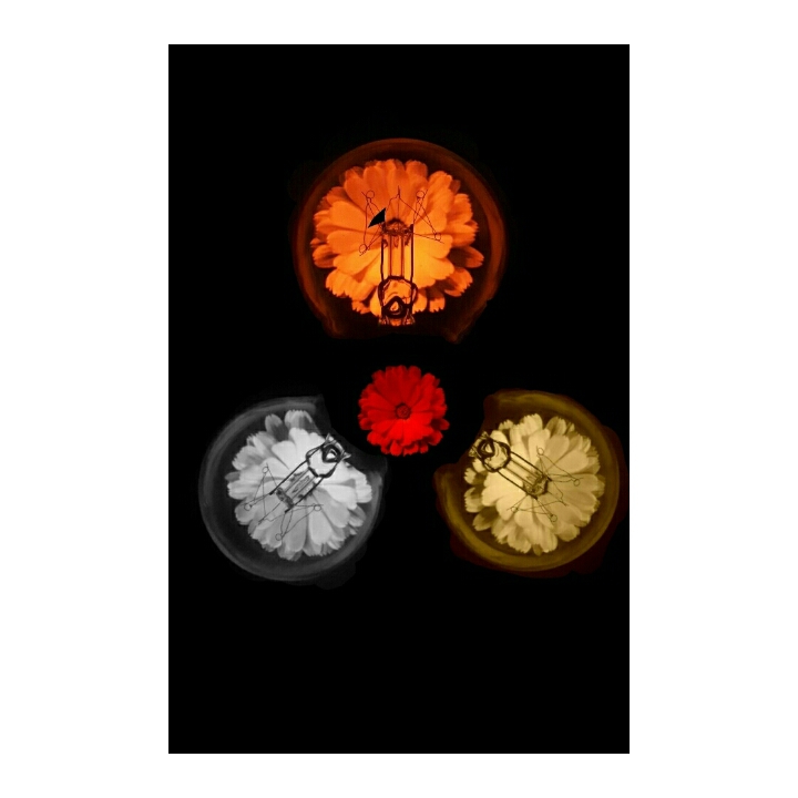 Bulbs