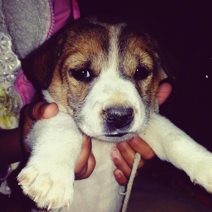 cute Jacky