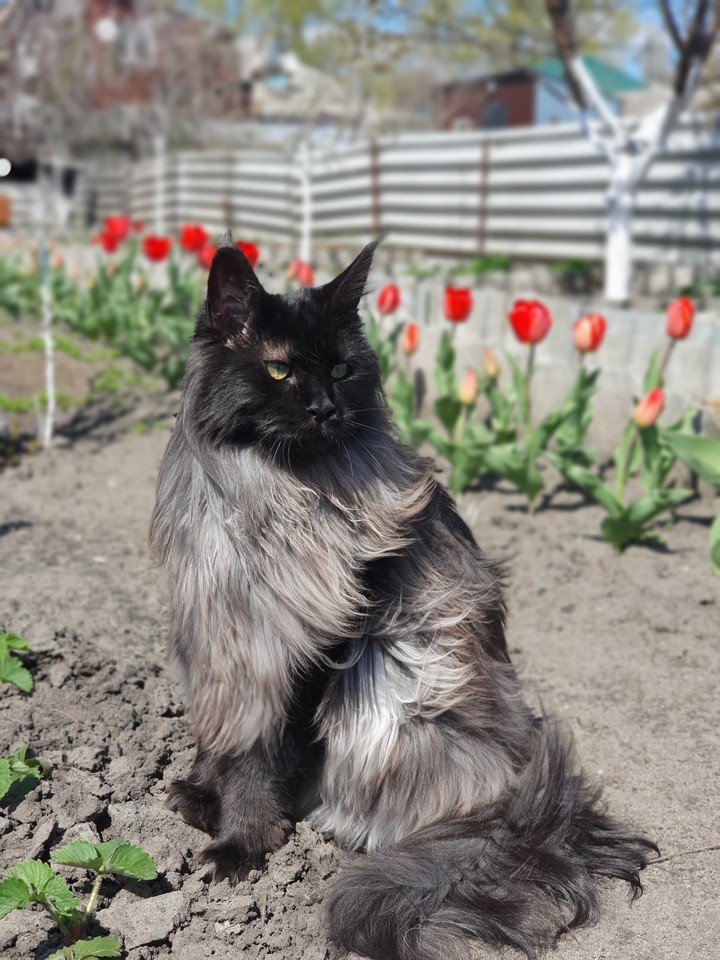 cat