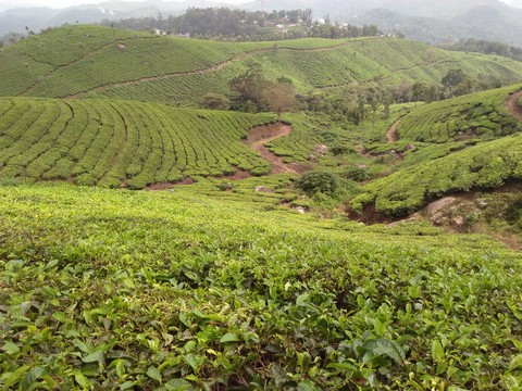 tea plant in keral