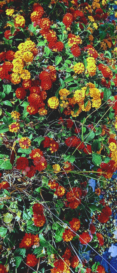flower, shrub háttérképek