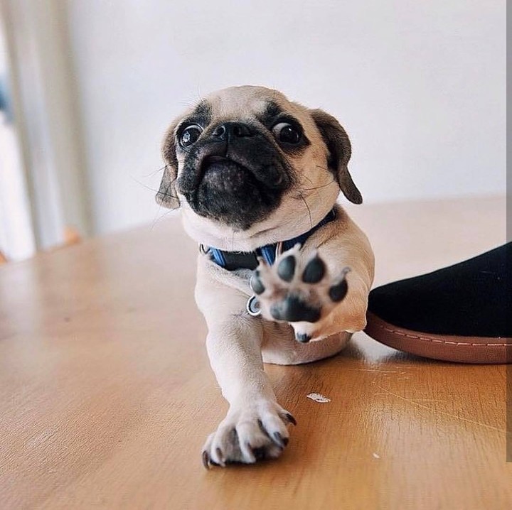 puppy