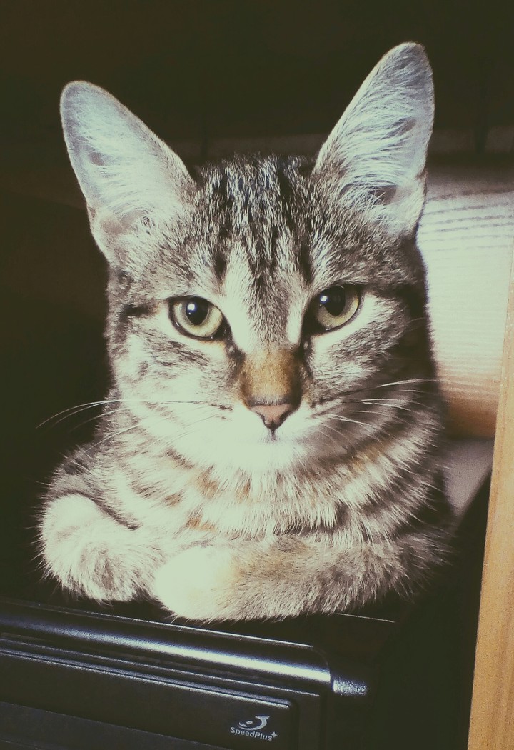 Velis kitty