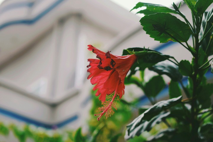 # Red flower