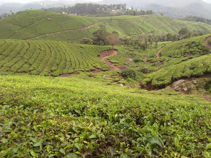 tea plant in keral