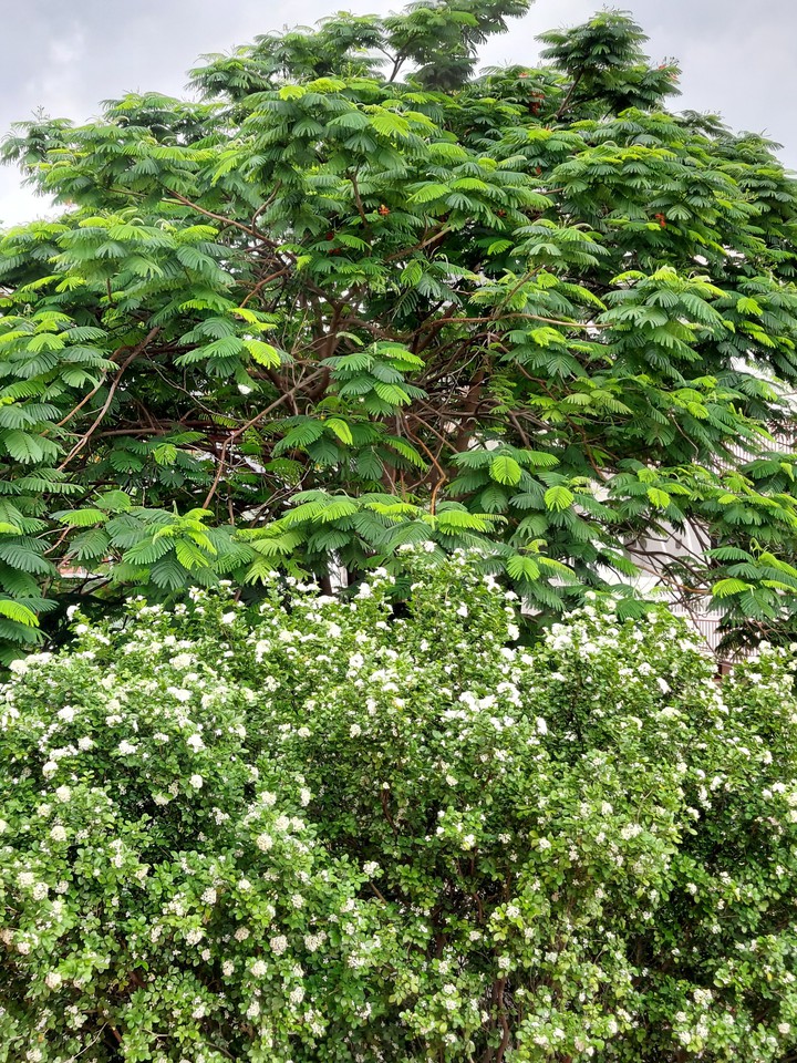 Nature