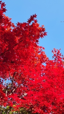 autumn