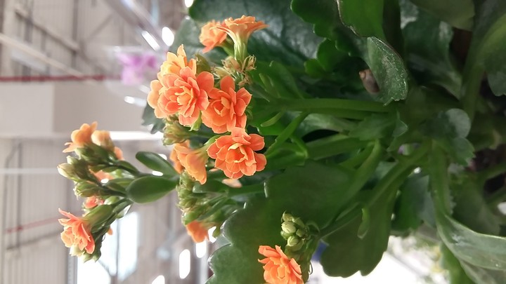 Little Flowers