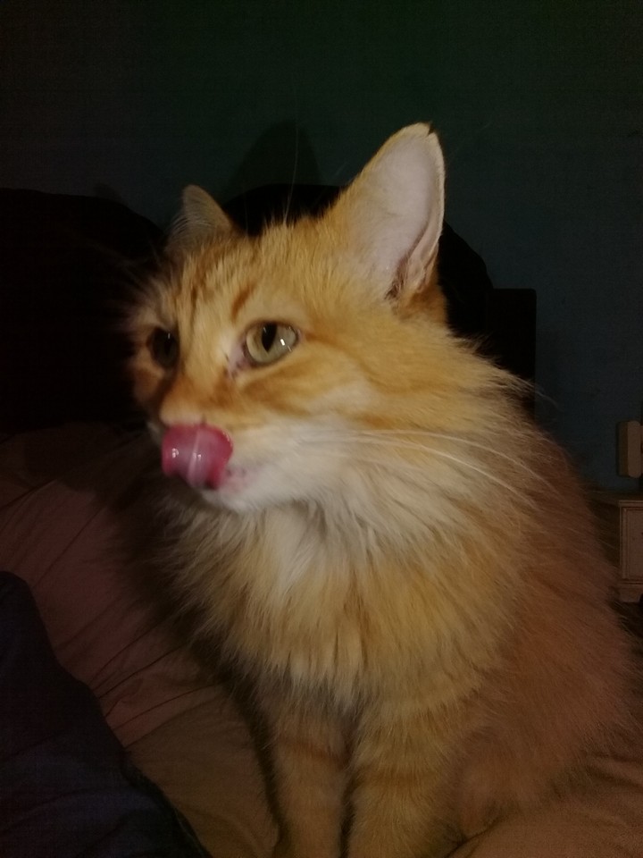 Minha gata , Panuru ❤️