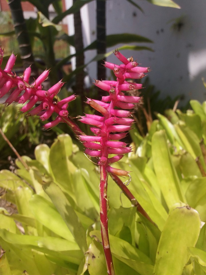 flor