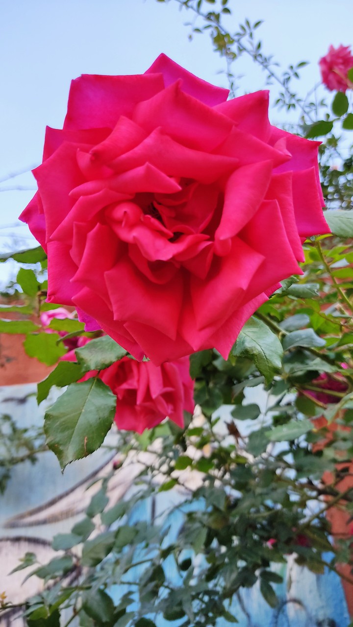 flower