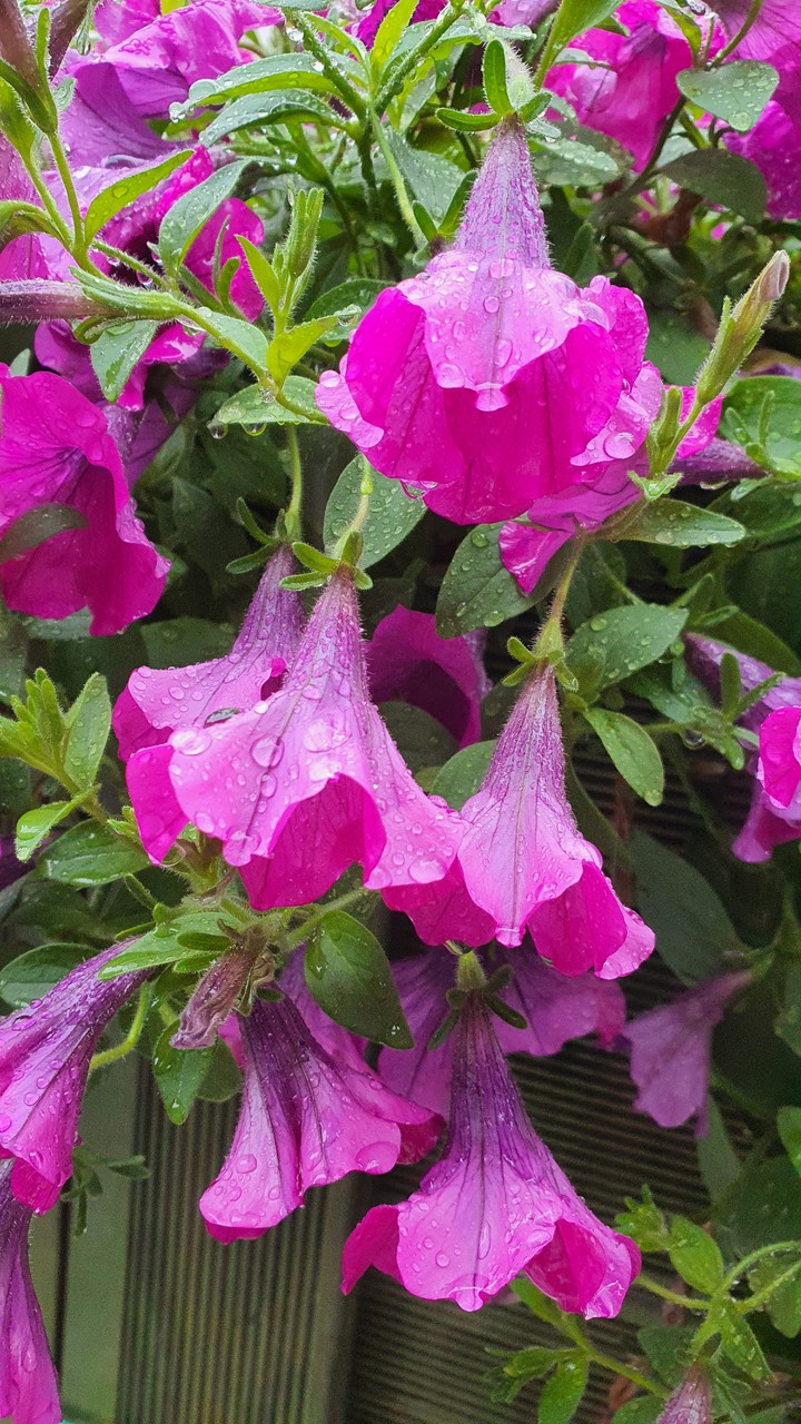 꽃(flower)