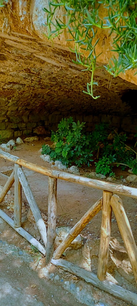 רקעים National, plant
