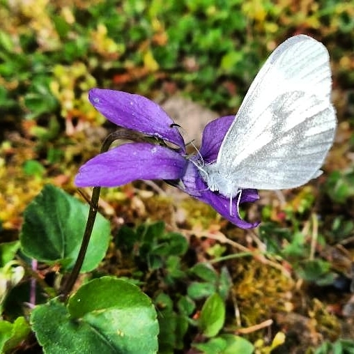butterfly