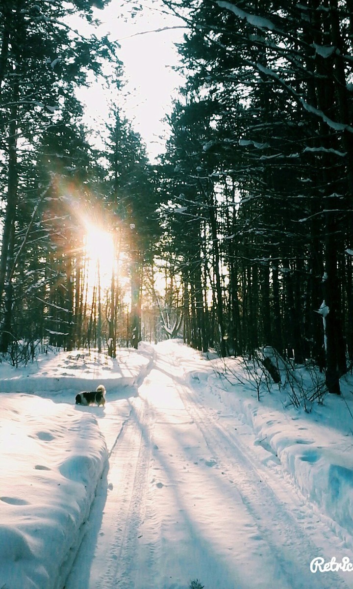 лес