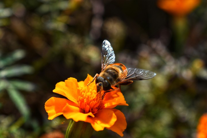 #Bee