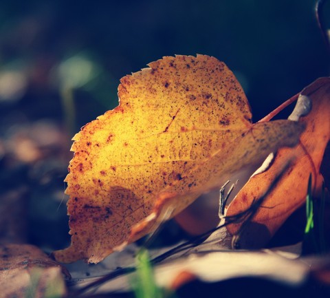 רקעים leaf, leaffall