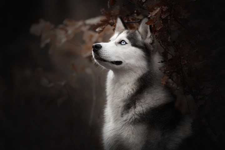 husky